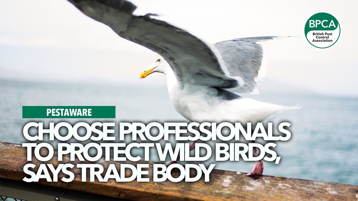 pestware-choose-professionals-to-protect-wild-birds